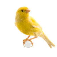 Kanarienfutter